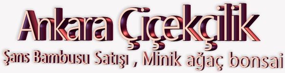 Ankara çiçekçilik şans bambusu minik ağaç bonsai satışı